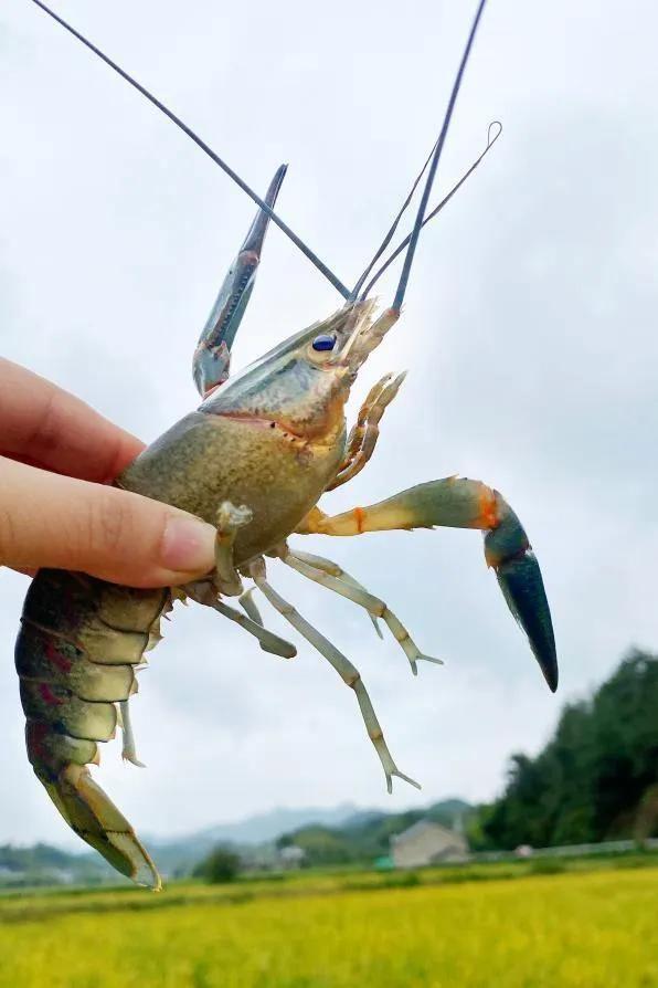 杭州稻田惊现澳洲蓝龙虾！稻虾共生模式，你见过吗？  第2张