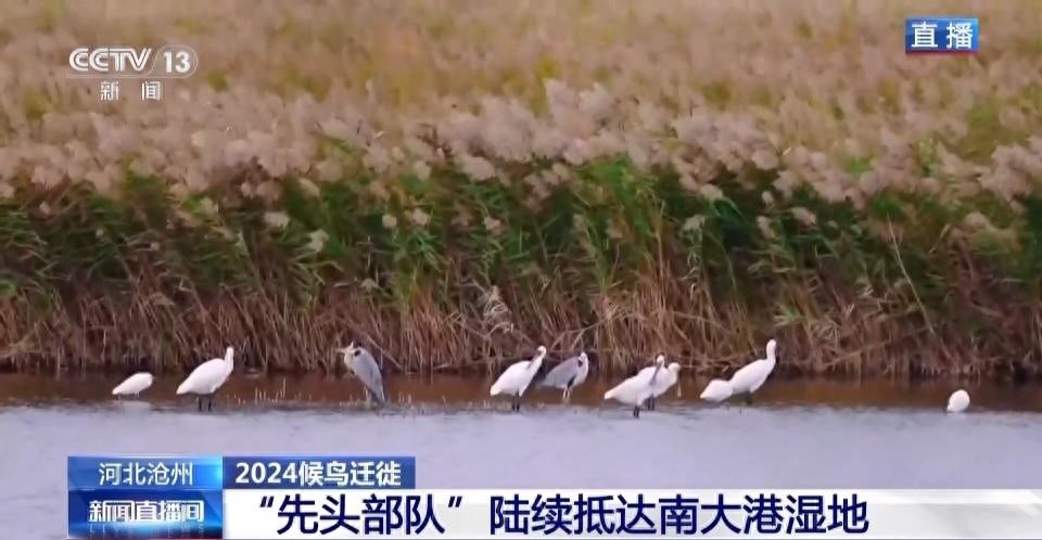7500 公顷南大港湿地成候鸟迁徙重要驿站，你还不来看看吗？