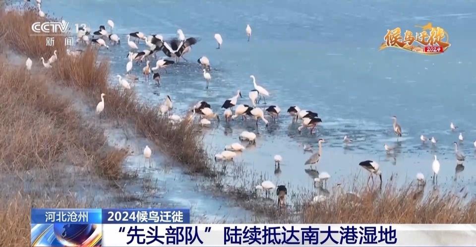 7500 公顷南大港湿地成候鸟迁徙重要驿站，你还不来看看吗？  第2张