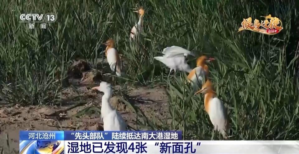 7500 公顷南大港湿地成候鸟迁徙重要驿站，你还不来看看吗？  第3张