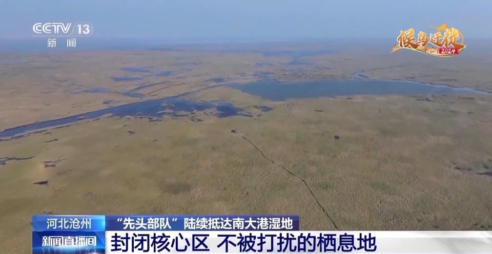 7500 公顷南大港湿地成候鸟迁徙重要驿站，你还不来看看吗？  第6张