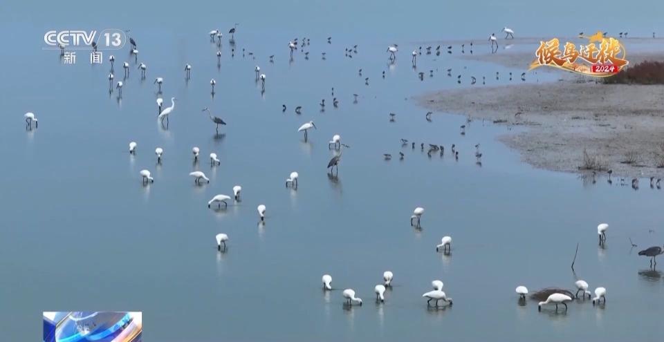 7500 公顷南大港湿地成候鸟迁徙重要驿站，你还不来看看吗？  第7张