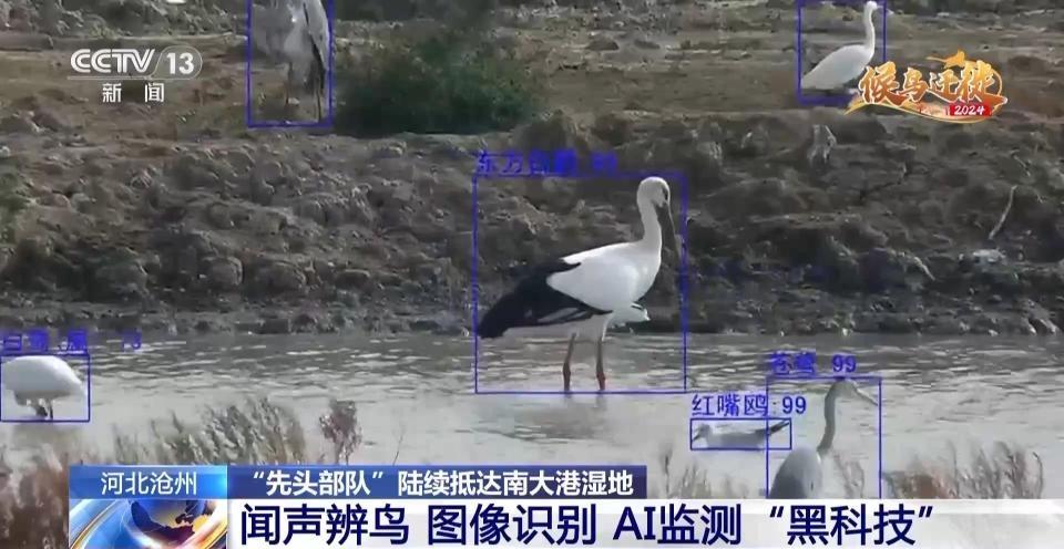 7500 公顷南大港湿地成候鸟迁徙重要驿站，你还不来看看吗？  第9张