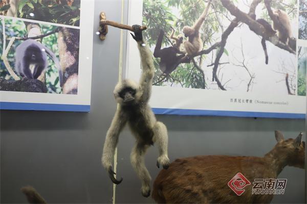 云南无量山迎来特殊客人，探秘西黑冠长臂猿之旅开启  第2张