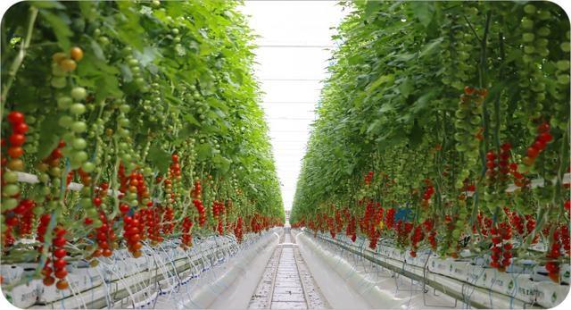 智慧农业来袭！海淀案例发布，这些设施农业技术太牛了  第2张