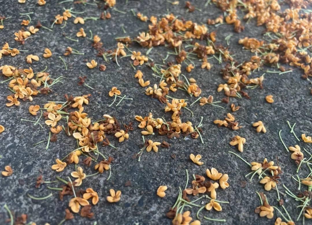 合肥街头盛开的桂花竟让他们如此痛苦  第2张