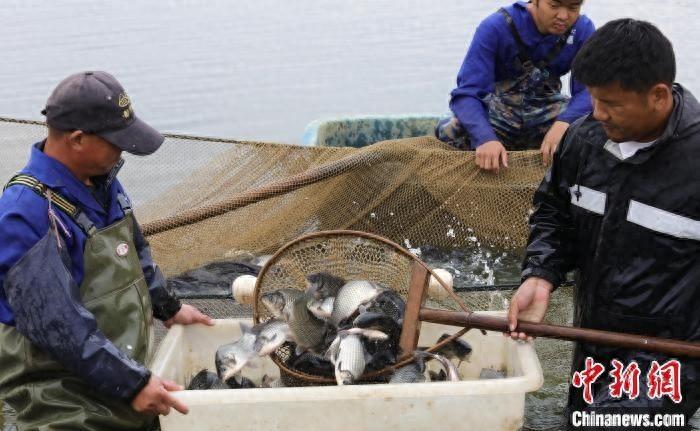 江西彭泽鲫大丰收！产量翻番，收益预计达 1500 万元  第1张