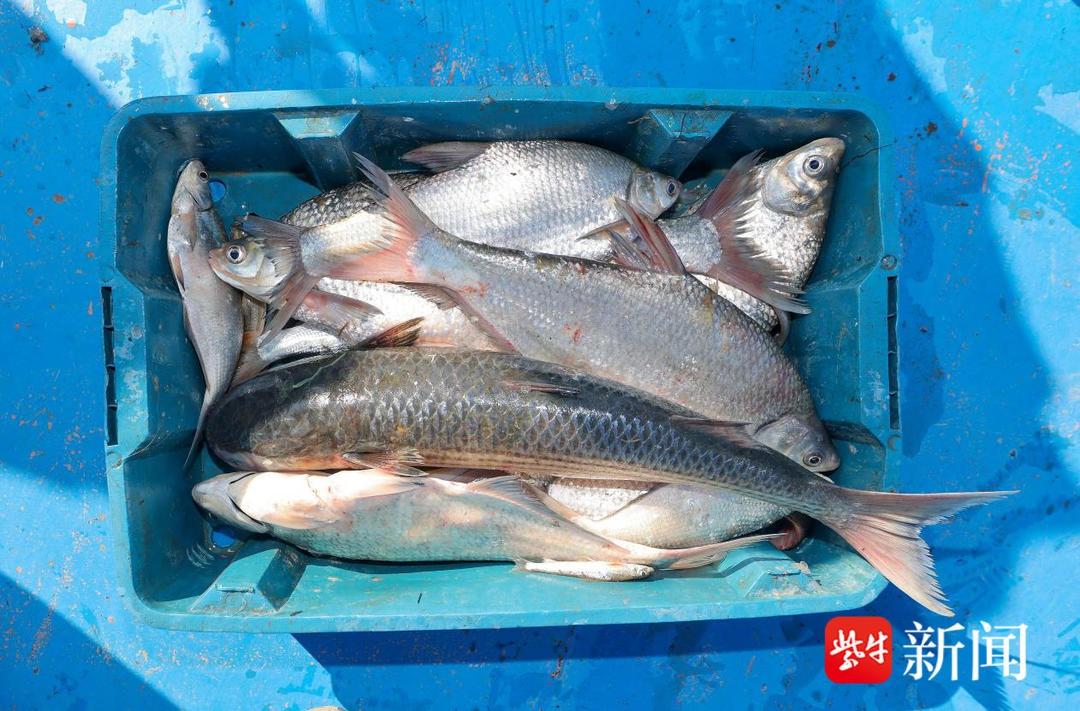 刀鲚、窄体舌鳎、中国花鲈……这些珍稀鱼类你见过吗？  第2张