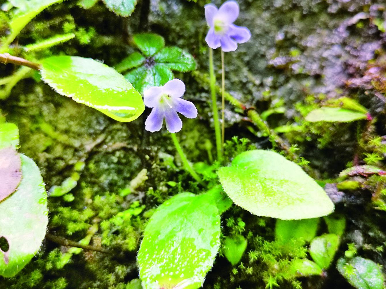 秦岭石蝴蝶重现江湖：1.2万株珍稀植物野外回归，揭秘其背后的生态奇迹