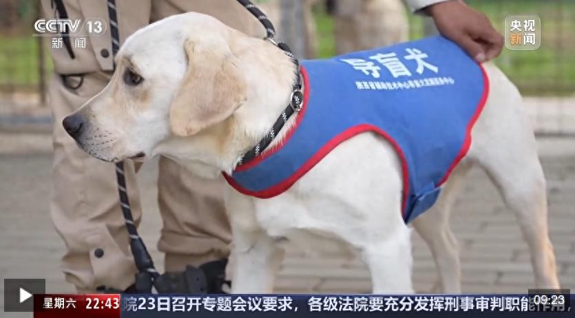 从活泼小猪到地铁指路向导：么么的导盲犬成长记