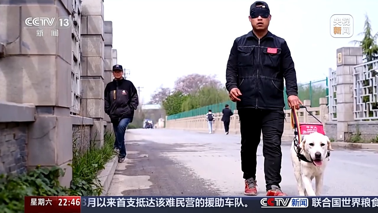 从活泼小猪到地铁指路向导：么么的导盲犬成长记  第3张
