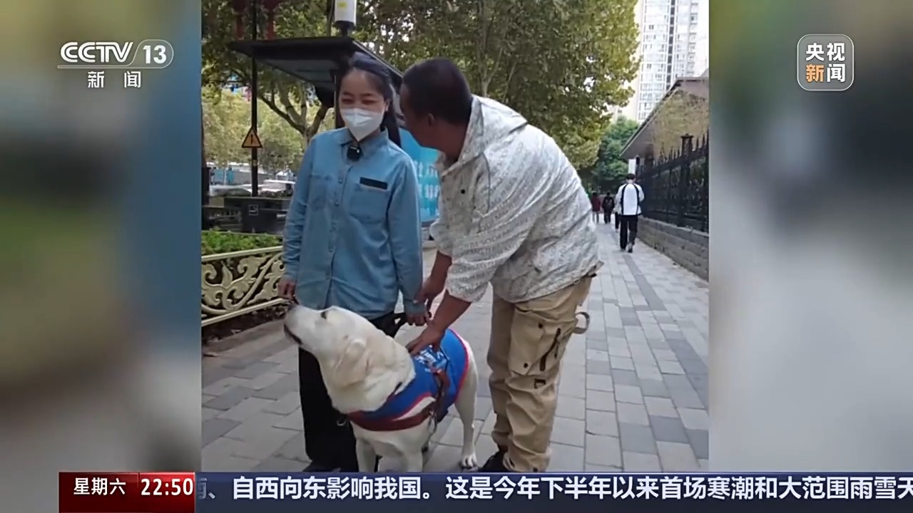 从活泼小猪到地铁指路向导：么么的导盲犬成长记  第5张