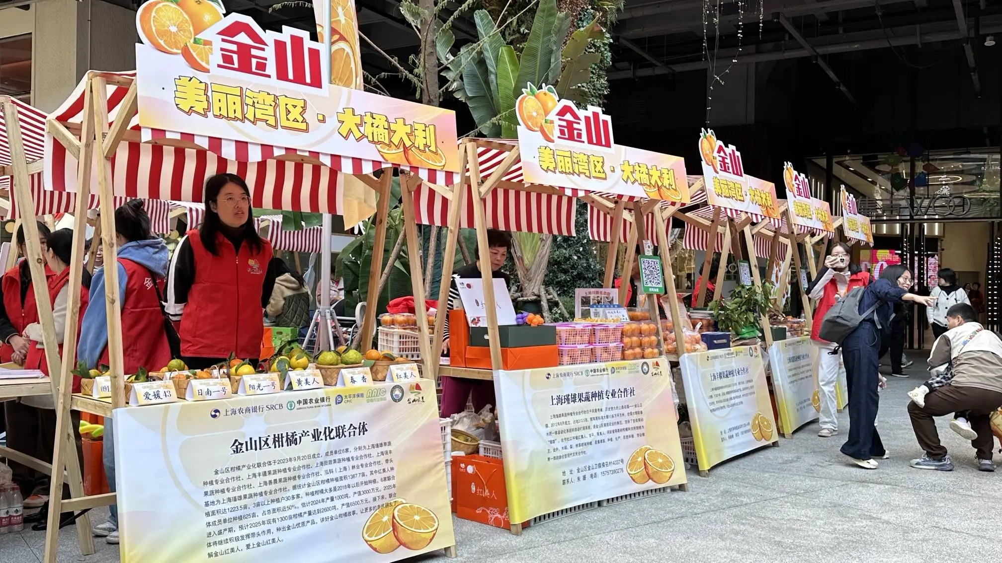 家门口的甜蜜盛宴：金山红美人柑橘节，免费品尝绿色认证的美味  第2张