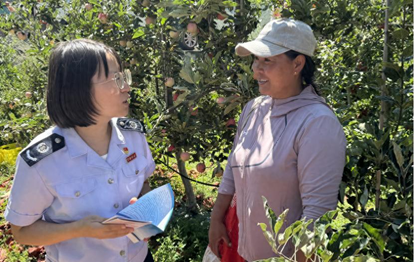 迭部县税务局超贴心！果农丰收季，税惠政策进基地  第1张