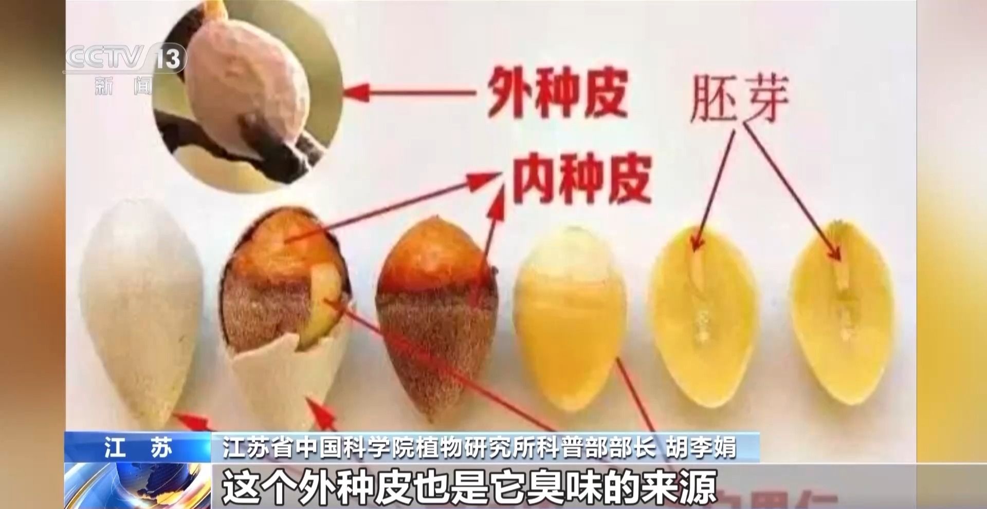 惊！银杏树是活化石，竟和人一样有性别之分？  第2张