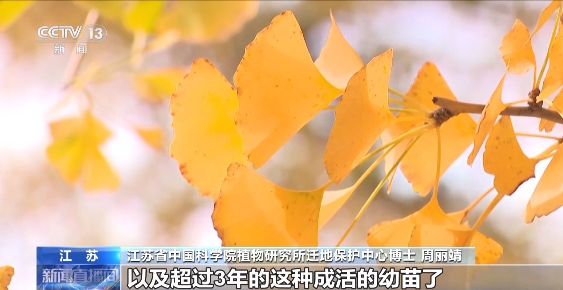 惊！银杏树是活化石，竟和人一样有性别之分？  第3张