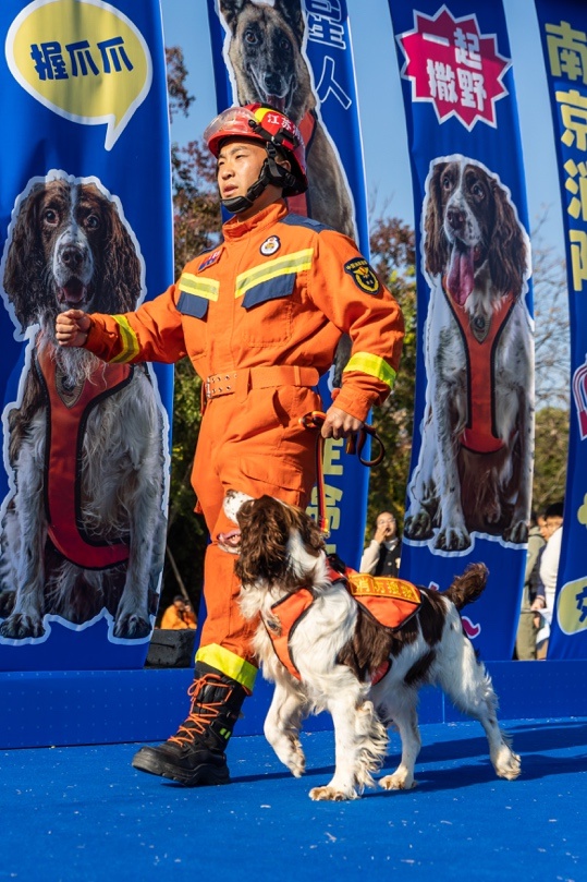 泪目！11月23日南京7只搜救犬退役，训导员相伴最后荣耀时刻  第2张