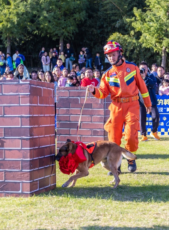泪目！11月23日南京7只搜救犬退役，训导员相伴最后荣耀时刻  第11张