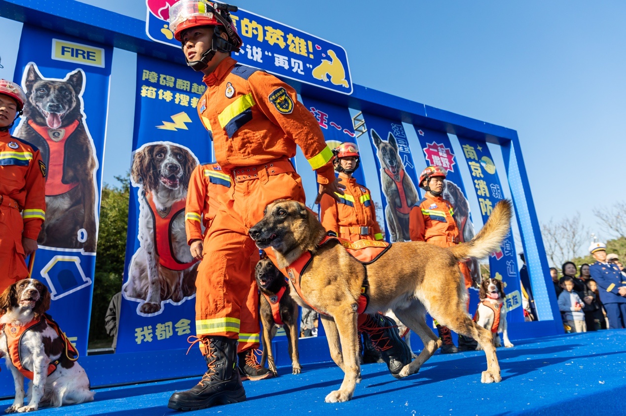 泪目！11月23日南京7只搜救犬退役，训导员相伴最后荣耀时刻  第6张