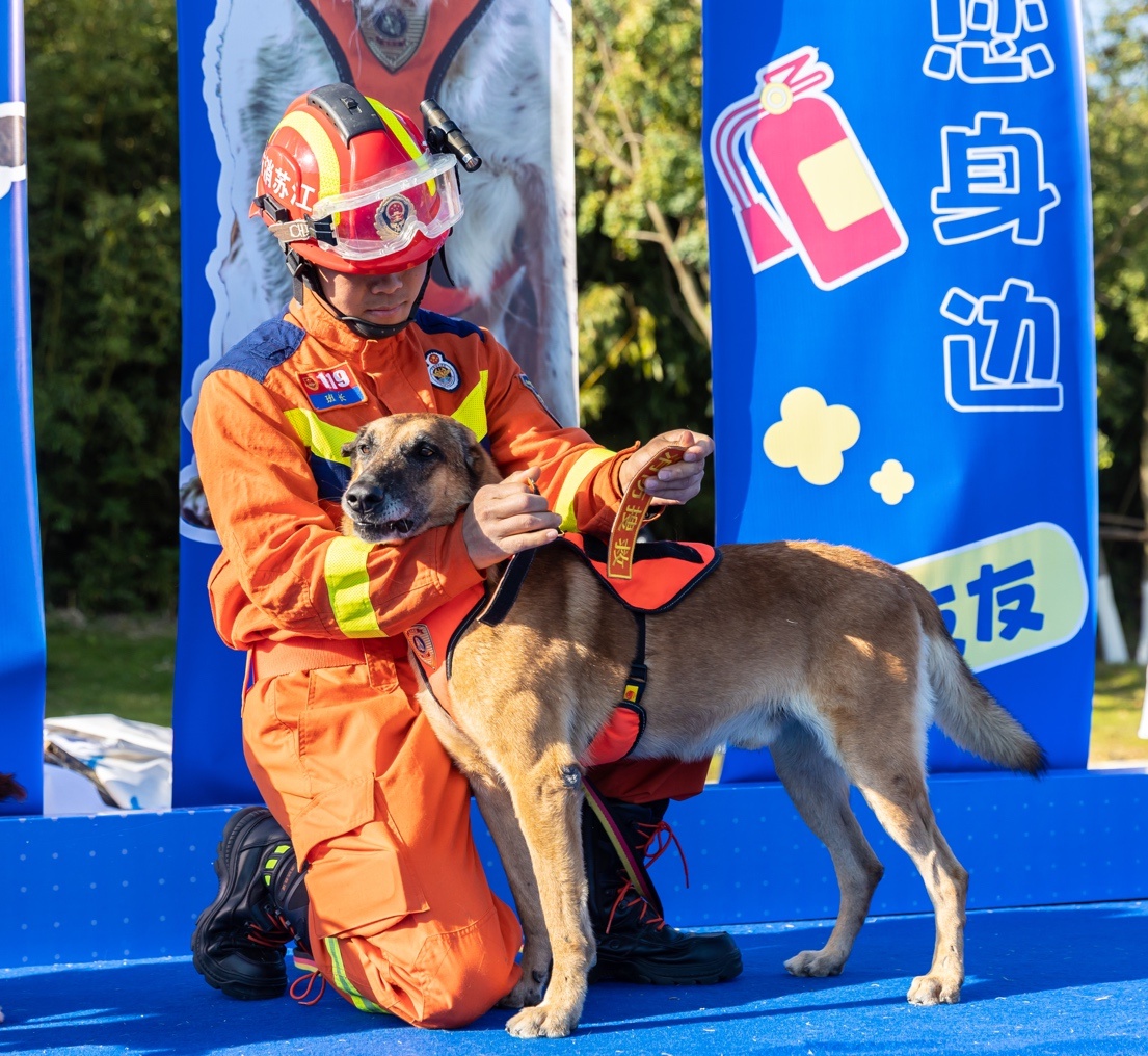 泪目！11月23日南京7只搜救犬退役，训导员相伴最后荣耀时刻  第9张