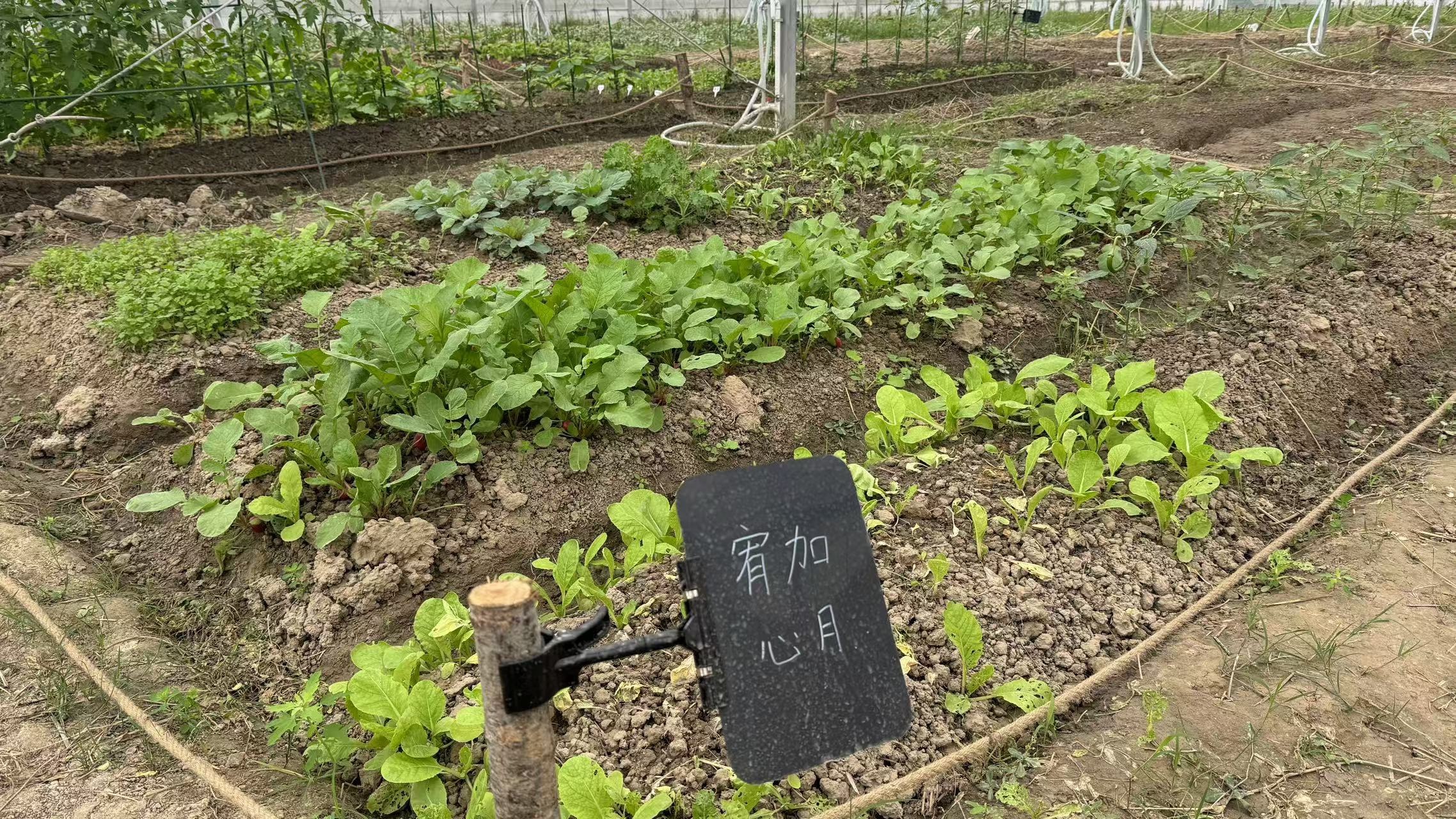 销声匿迹多年的共享菜园又在上海热起来，背后原因竟是这个？  第2张