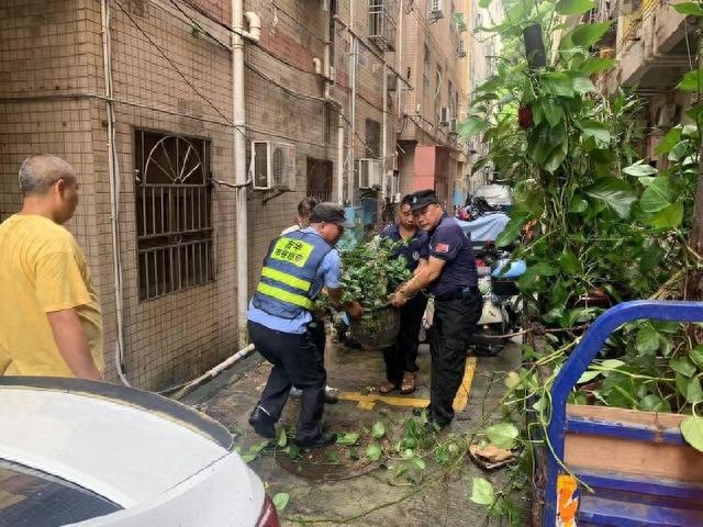 深圳龙岗吉华街道防登革热：多部门齐心行动，背后有何秘密？