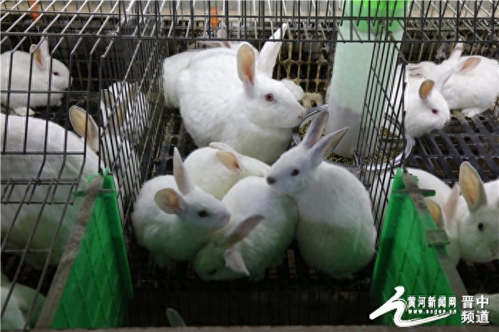 揭秘昔阳县特色养殖新路径：肉兔产业如何助力乡村振兴？