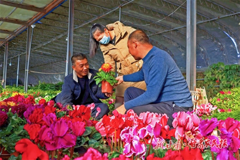 隆冬时节的民乐乡村：温室大棚内百花争艳，乡村振兴新引擎悄然启动