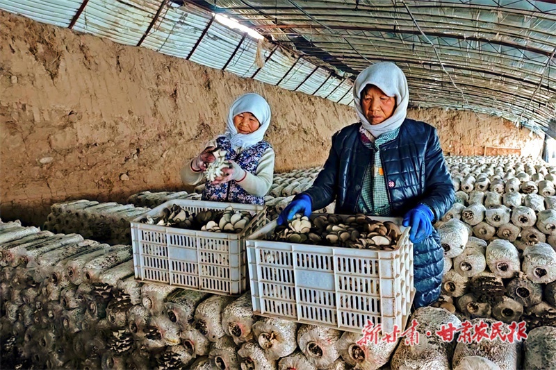 隆冬时节的民乐乡村：温室大棚内百花争艳，乡村振兴新引擎悄然启动  第3张