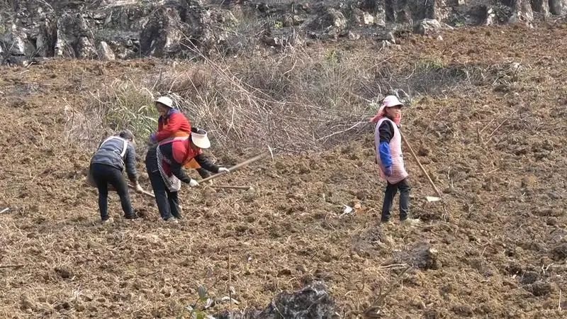 260亩白及种植热潮：乡贤带领村民盘活闲置土地，掀起中药材致富新篇章  第1张