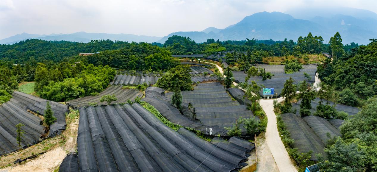 乐山市沙湾区如何利用喀斯特地貌打造绿色奇迹？2.8万亩荒山变宝地  第2张