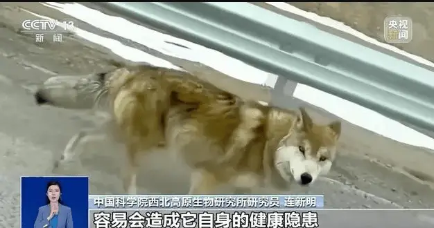 可可西里网红狼初代目惨遭不幸，游客投喂行为引发深思  第3张
