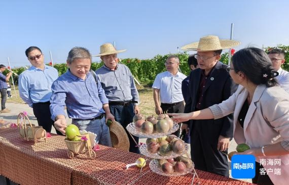 百香果新品种惊艳亮相！海南乐东现场交流会揭秘高效种植新技术  第2张