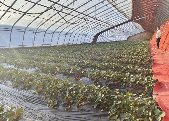 惊!榆中县冯湾村草莓采摘区,一颗颗红宝石般的草莓等你来摘 第2张 惊!榆中县冯湾村草莓采摘区,一颗颗红宝石般的草莓等你来摘 第2张