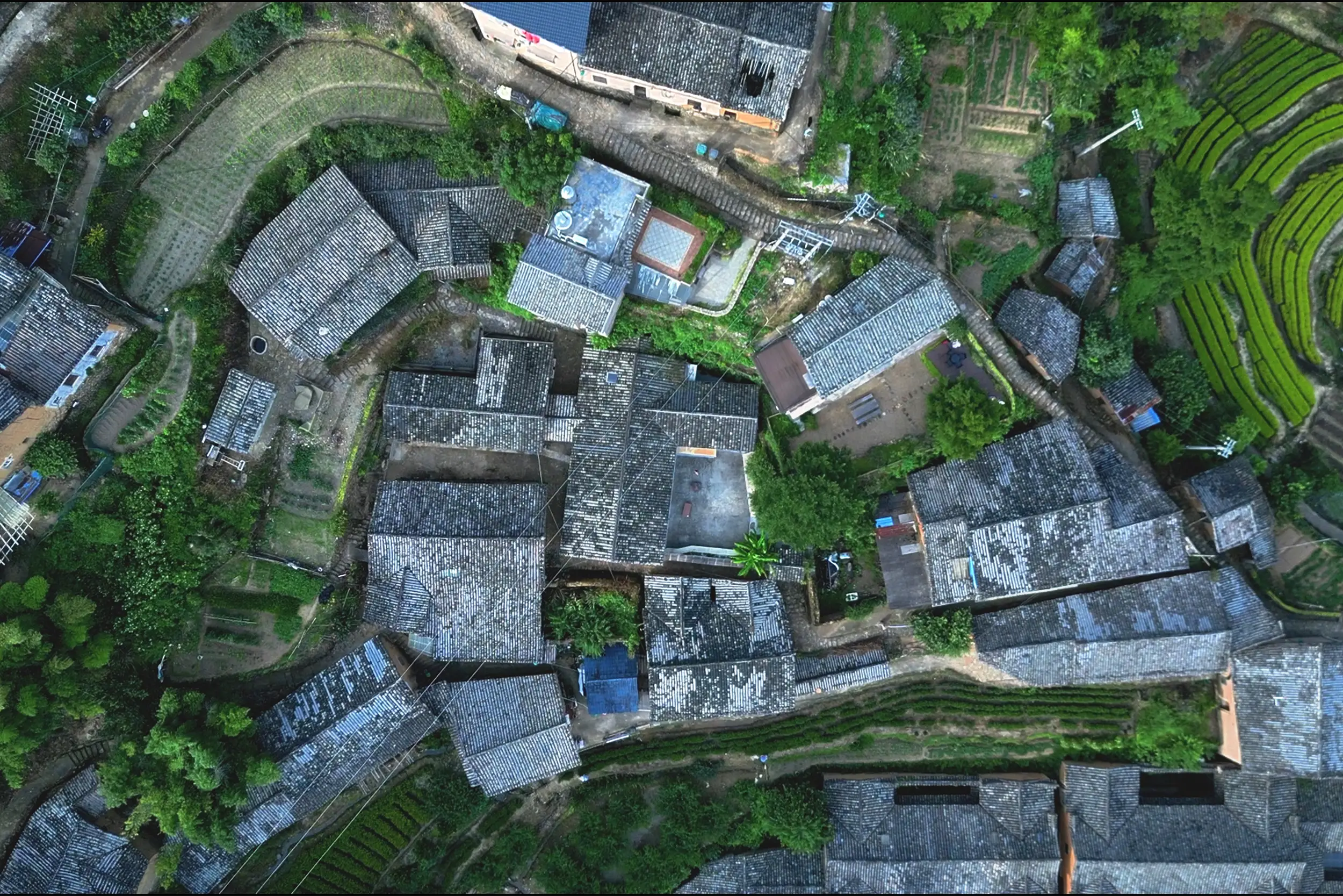2024乡村振兴调研：揭秘青年返乡创业的苦与甜，看他们如何改变乡村未来  第1张