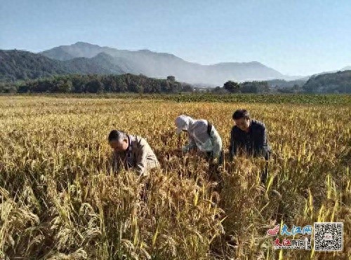 揭秘景德镇水稻增产黑科技：精准施肥让产量飙升，农民收入翻倍
