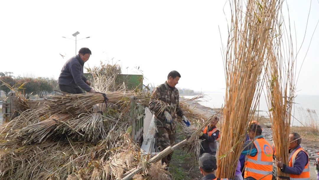 太湖芦苇收割季：废旧芦苇变香饽饽，村民年收入高达五万  第2张