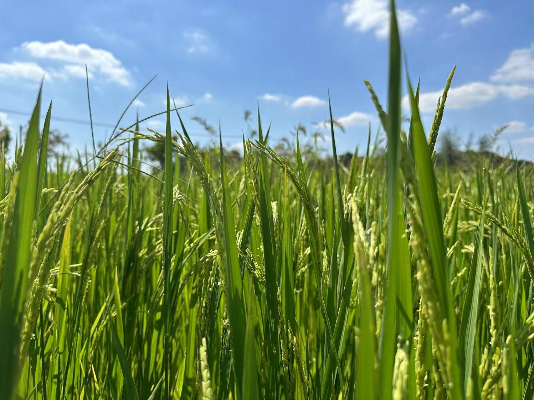江苏全域土地综合整治进度超七成,你知道吗? 第2张 江苏全域土地综合整治进度超七成,你知道吗? 第2张