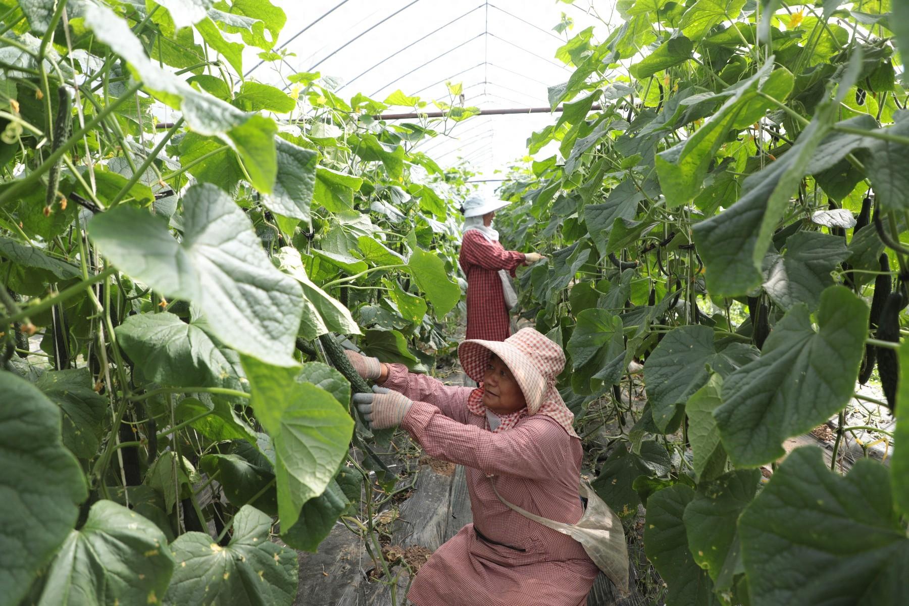 云南墨江：大棚蔬菜种植助农增收，日产万斤，月入过万不是梦  第1张