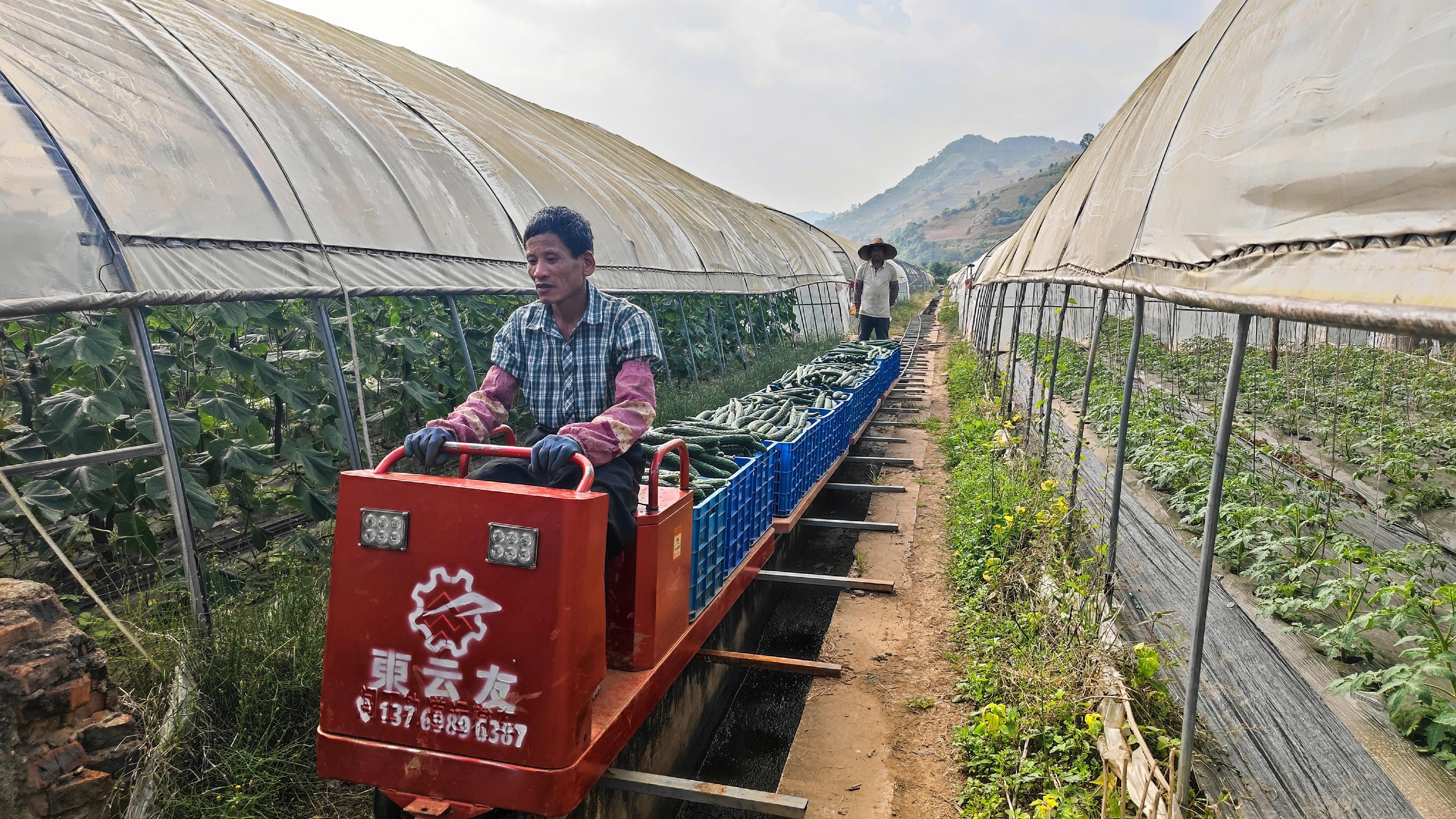 云南墨江：大棚蔬菜种植助农增收，日产万斤，月入过万不是梦  第2张