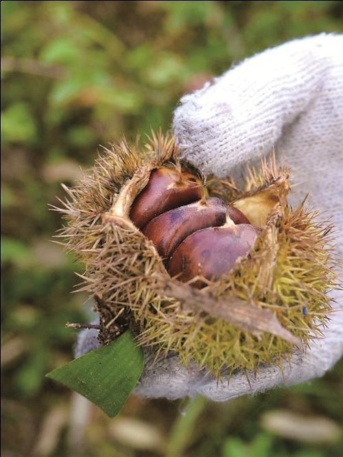 霜降后，黄岩这个村为何成了最甜蜜的地方？  第2张
