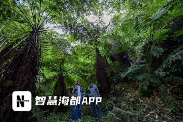 不足 1 亩竟有 20 多株！福州惊现全省罕见桫椤群落