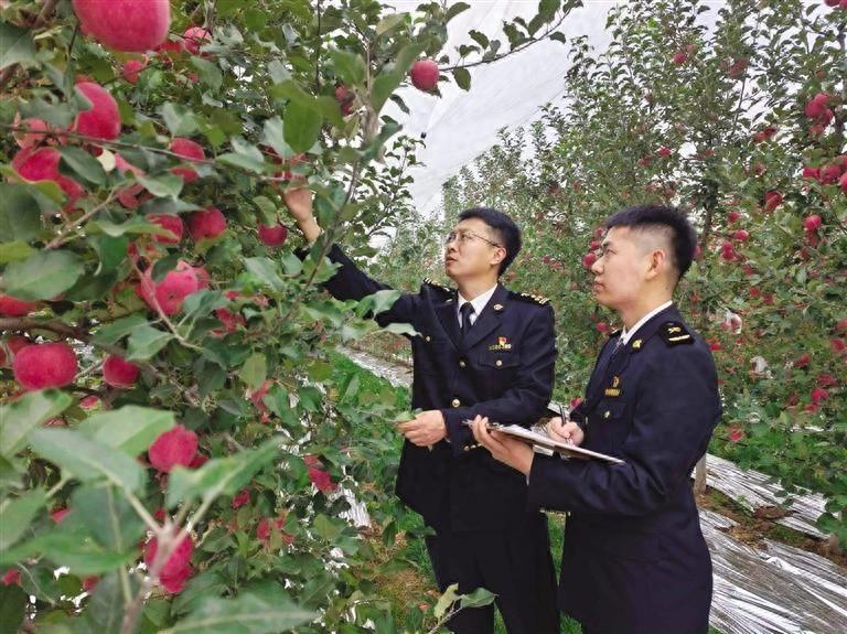 甘肃苹果出口再创佳绩！前三季度出口额同比增长 22.4%，首次出口美国、新加坡