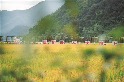桐庐县首届稻渔丰收节盛大开幕，稻渔综合种养助力乡村振兴  第1张