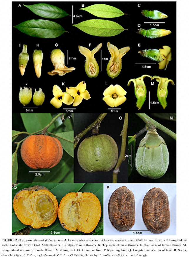 重大发现！云南古林箐省级自然保护区惊现野生植物家族新成员  第1张