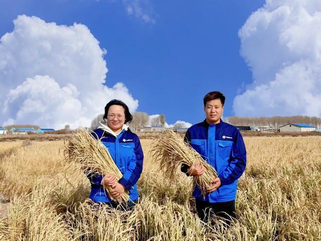 盐碱地变良田！黑龙江首例综合改造项目测产达标，产量惊人  第3张