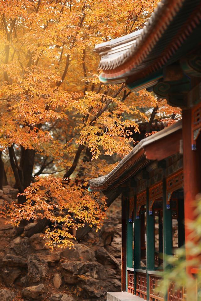 错过再等一年！秋日限定，北京这几处神树美爆了  第4张