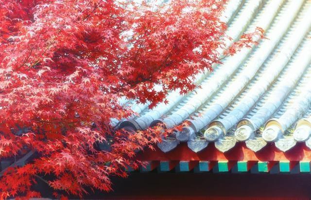 错过再等一年！秋日限定，北京这几处神树美爆了  第9张