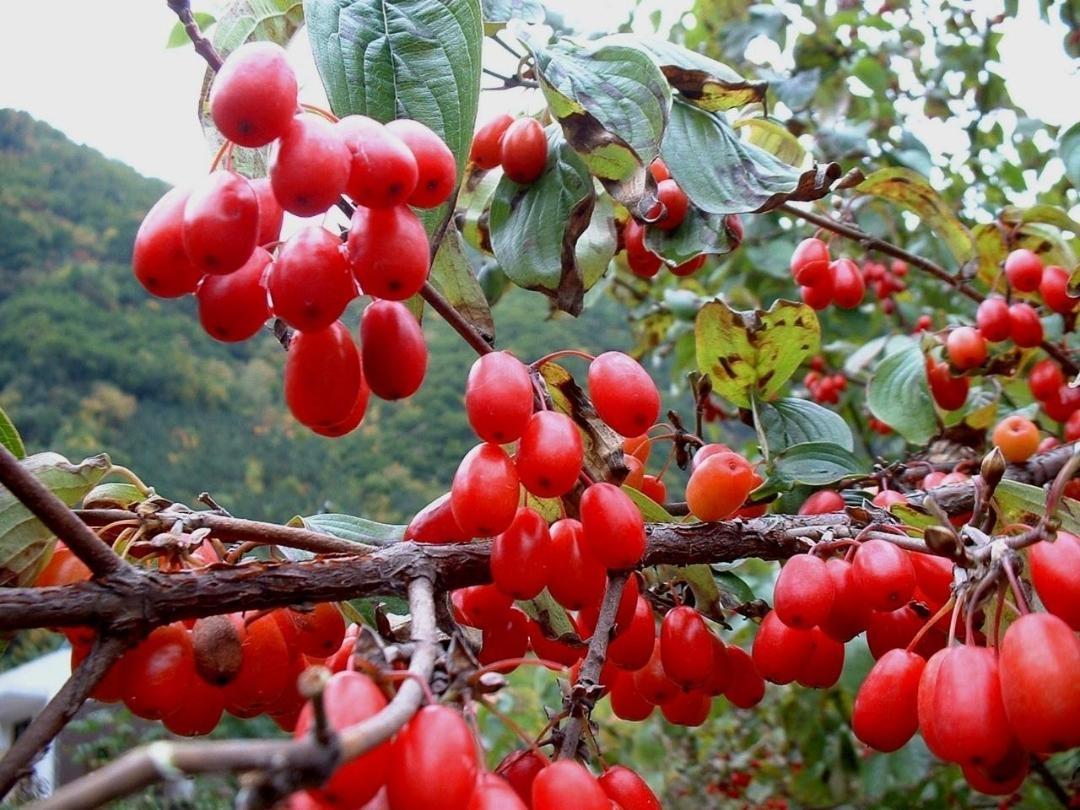 10 多万亩山茱萸红遍佛坪，你知道它背后的故事吗？  第2张