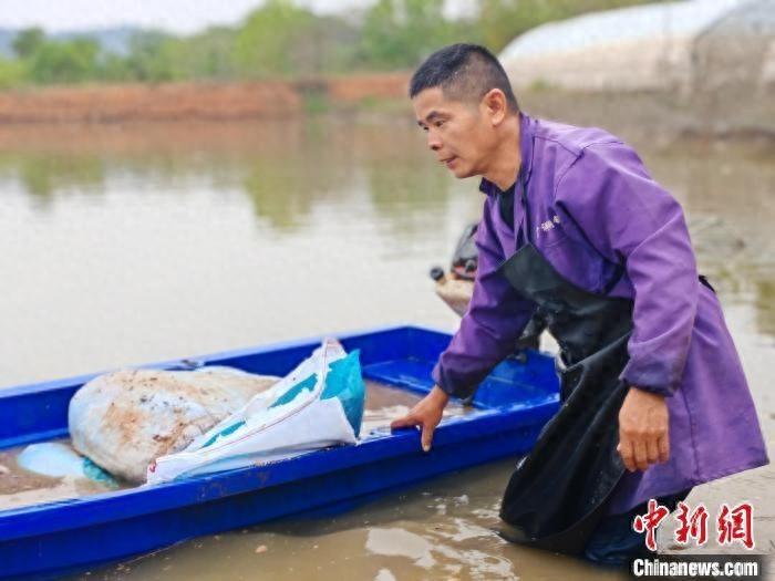 白天养雁鹅、养鱼，晚上练书法，新农人郭少平的双面人生